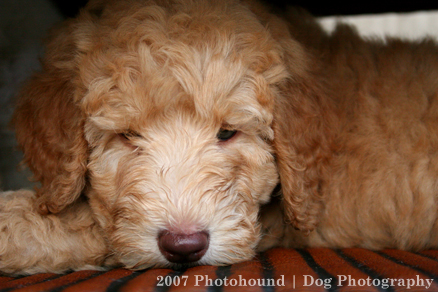 Training Labradoodles