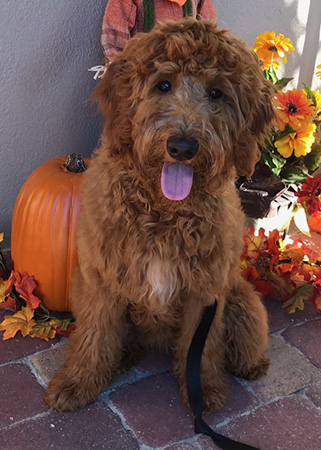 Red Labradoodle