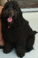 Black Labradoodle Dog