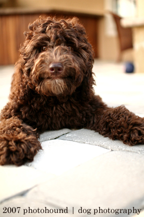 LabradoodleHealth