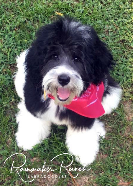 Parti Labradoodle
