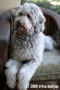 Labradoodle