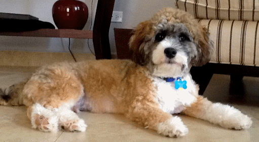 Red Sable Labradoodle