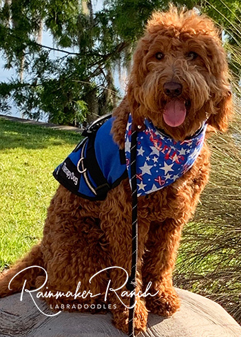 Red Labradoodle