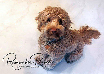 Micro Mini Labradoodles Stud