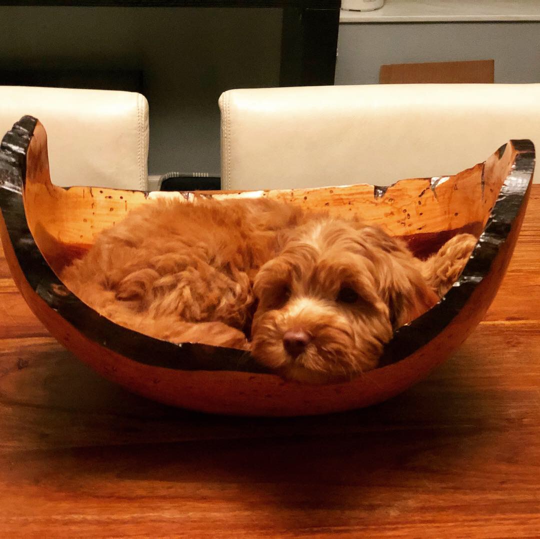 micro mini stud labradoodle