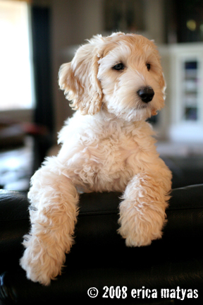 Labradoodle training