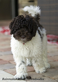 Labradoodle Information