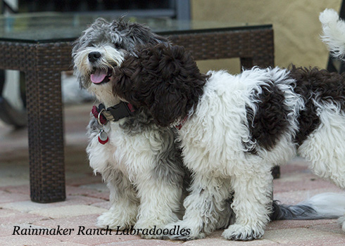 labradoodle with kids