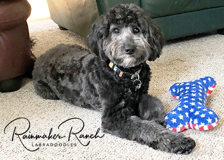 Silver Labradoodle