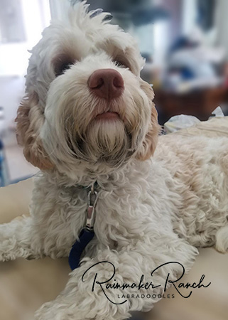 Phantom Labradoodle