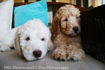 Labradoodle Puppies