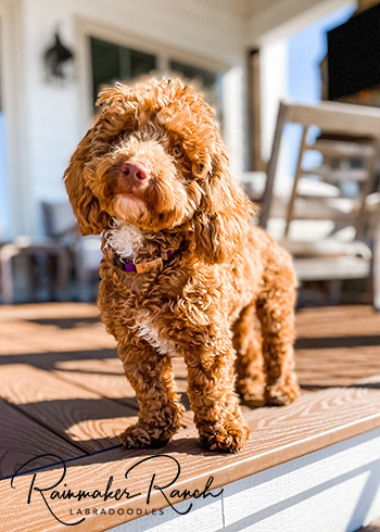 Micro Mini Labradoodle