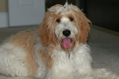Parti Labradoodle Red
