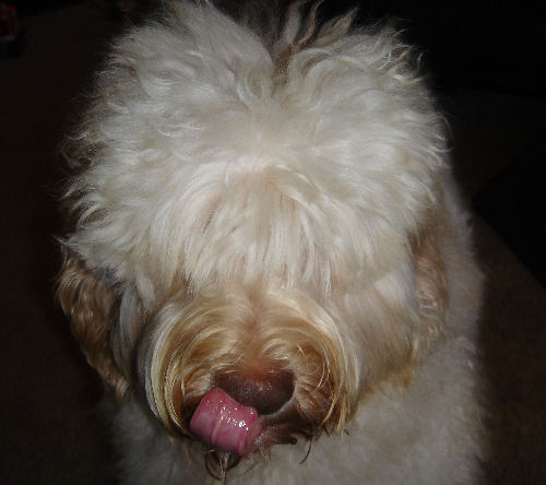 Tegan Park Casper, Australian Labradoodle Florida Stud
