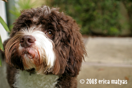 Labradoodle Clubs