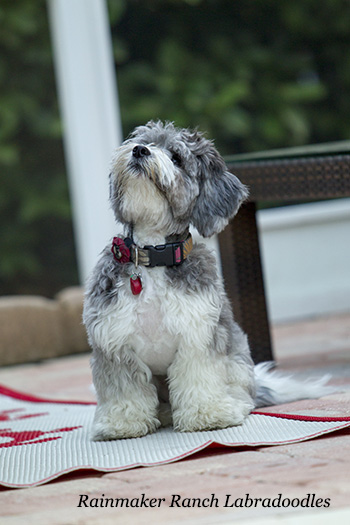 Toy Labradoodle