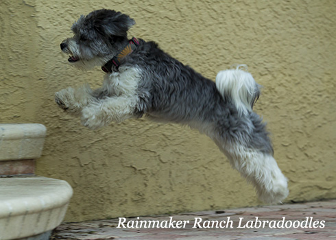 Toy Labradoodle Thelma