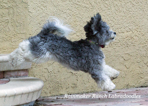 Silver Labradoodle