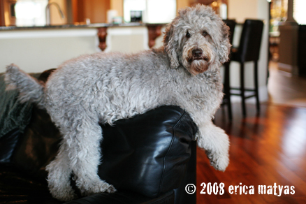 Rainmaker Ranch Labradoodle, FL, SC and