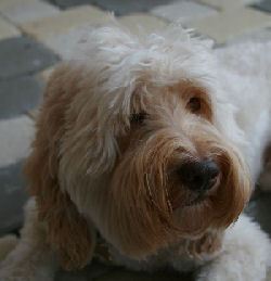 Tegan Park Casper, Australian Labradoodle Stud