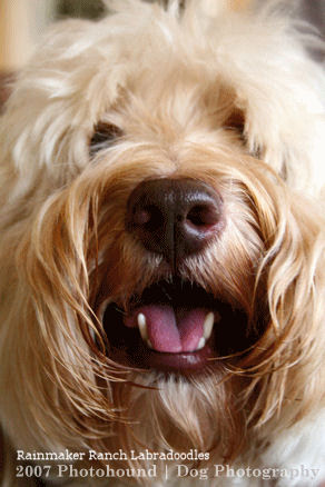 labradoodle shedding