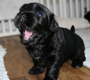 Black Silk Labradoodle