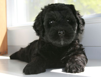 Mini Labradoodle Black