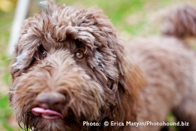 Labradoodle