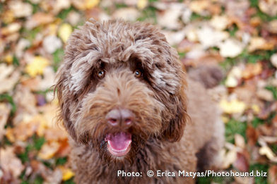 Chocolate Labradoodle