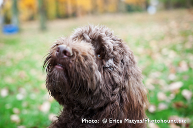 Male or Female Labradoodle?