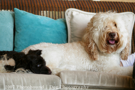 Labradoodle types, Fleece Coat Labradoodle