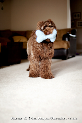 Australian Labradoodle in SC