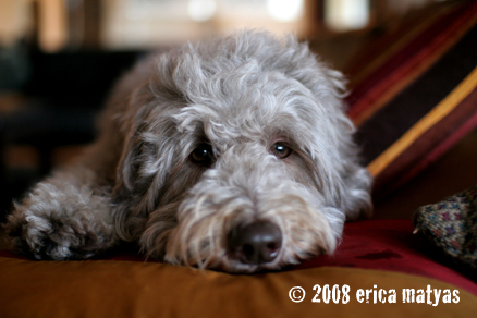 Labradoodle Puppy Training