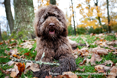 Fleece Coat Labradoodle, labradoodle types