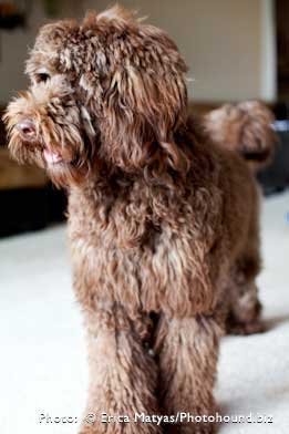 Chocolate Labradoodle