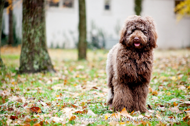 Chocolate Labradoodle