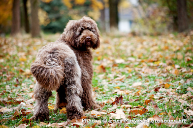 Chocolate Fleece Wavy Coat Labradoodle, labradoodle types