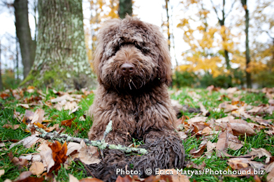 Chocolate Labradoodle