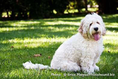 Labradoodle Puppy