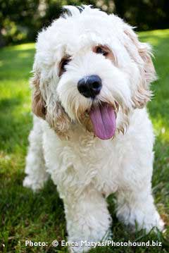 labradoodle and cocker spaniel