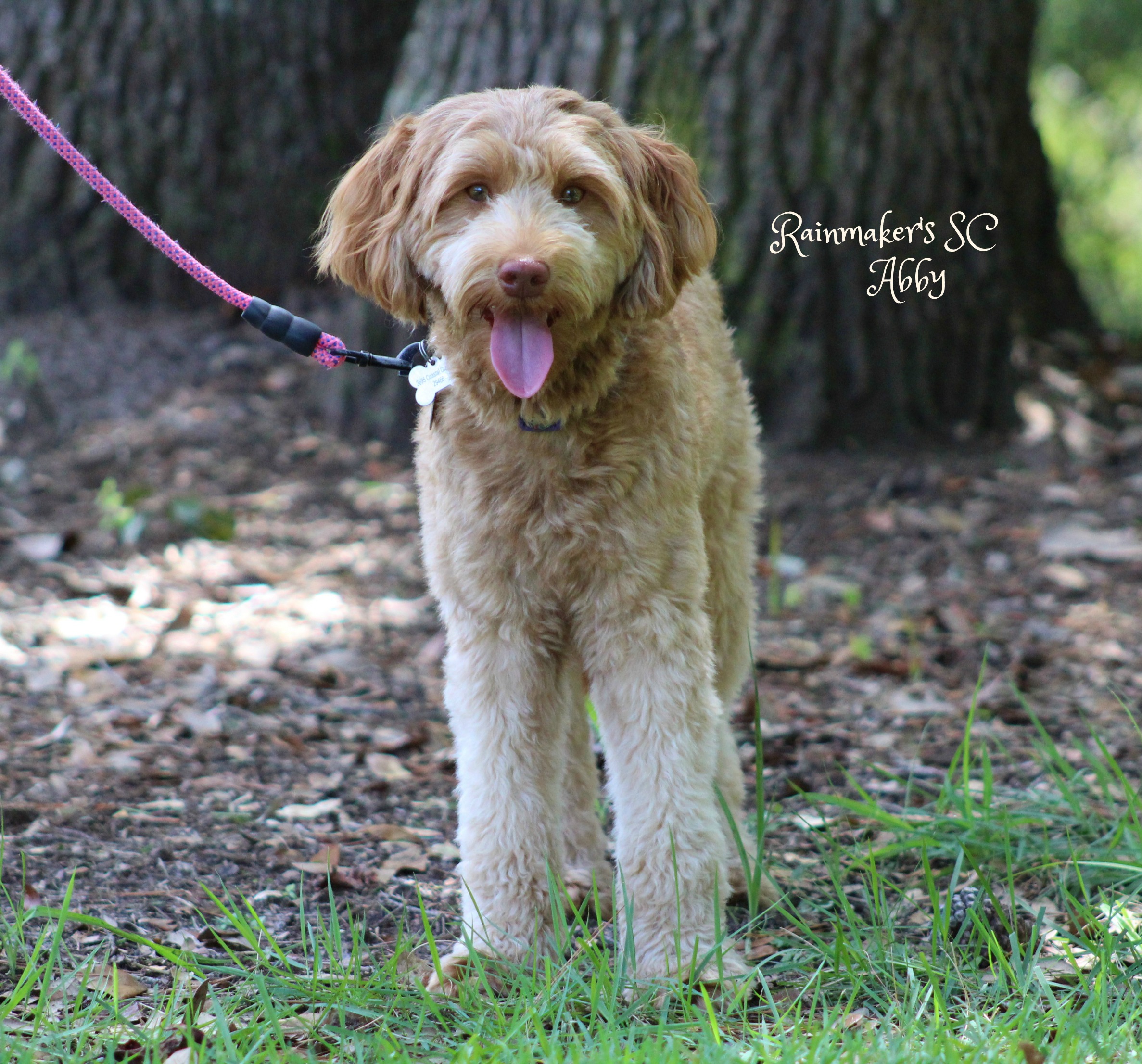 Apricot LAbradoodle Puppies