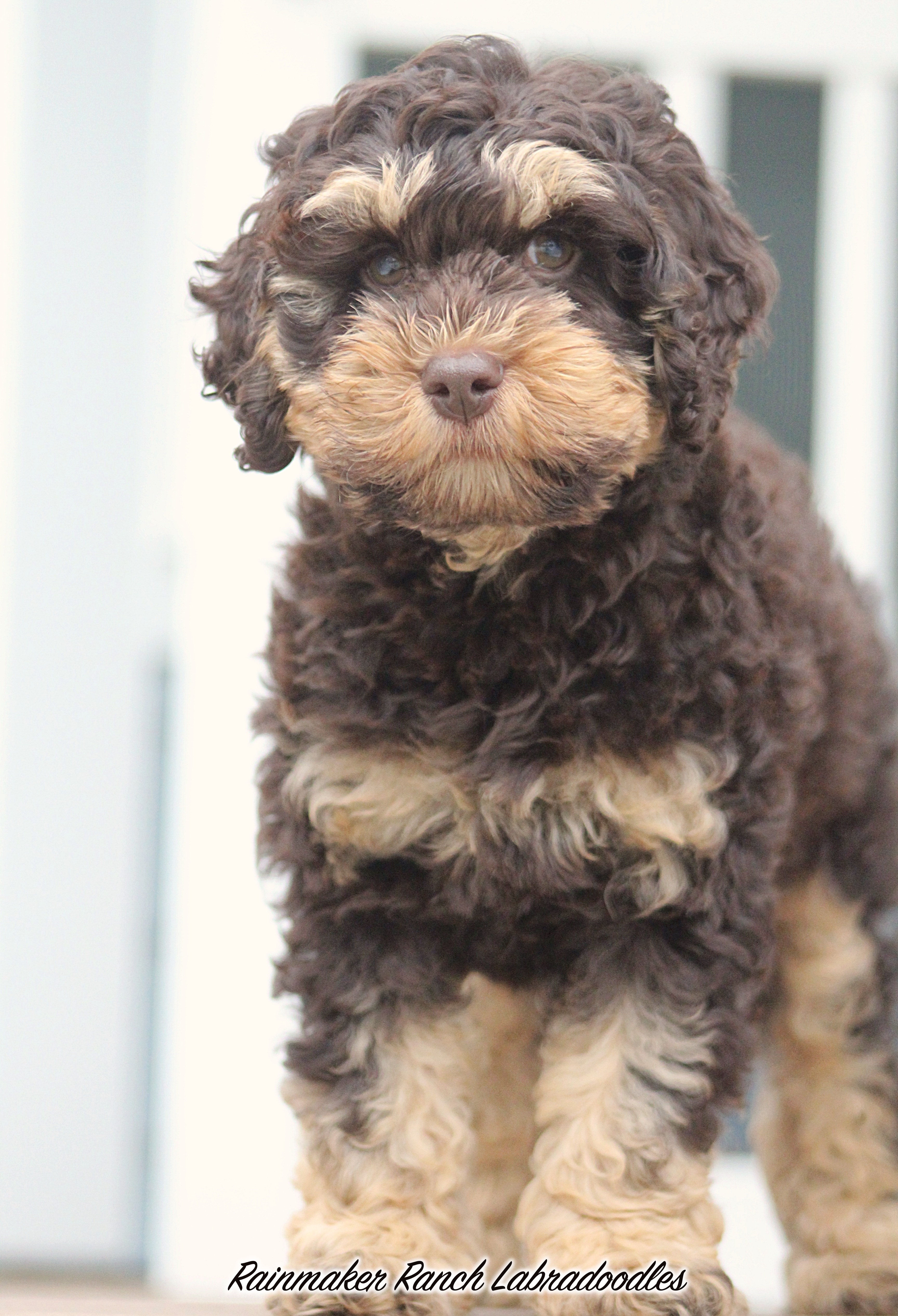 Phantom labradoodle