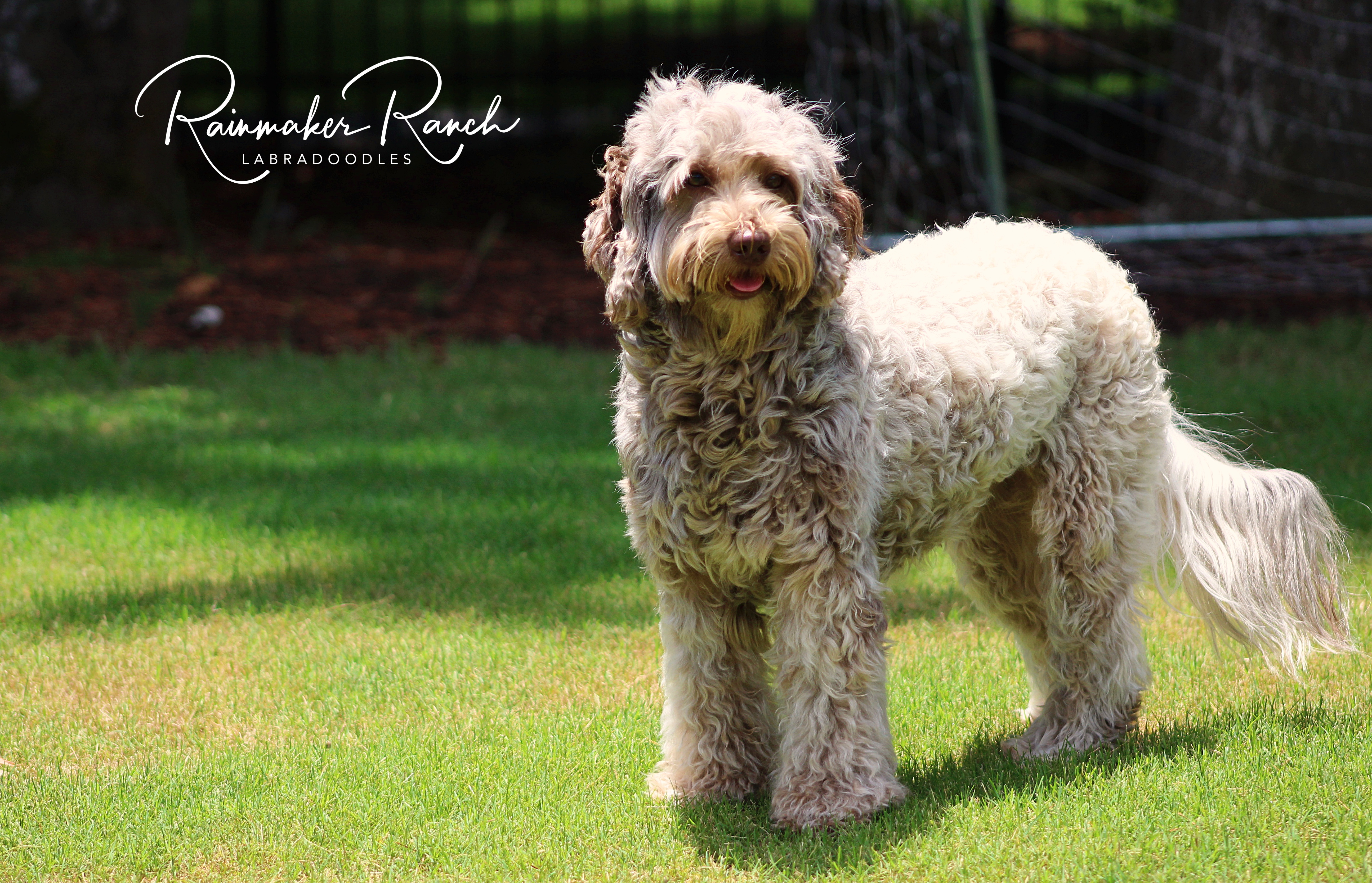 Cafe Labradoodle