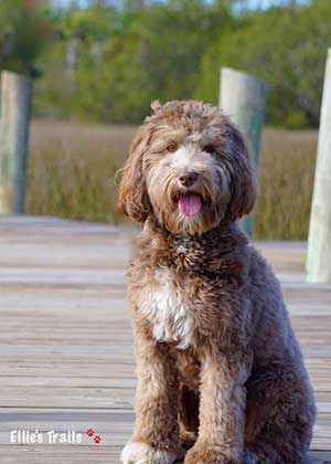 medium chocolate labradoodle