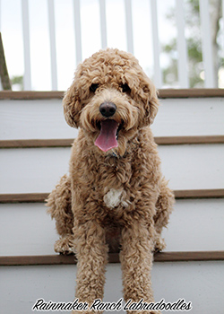 Apricot Labradoodle