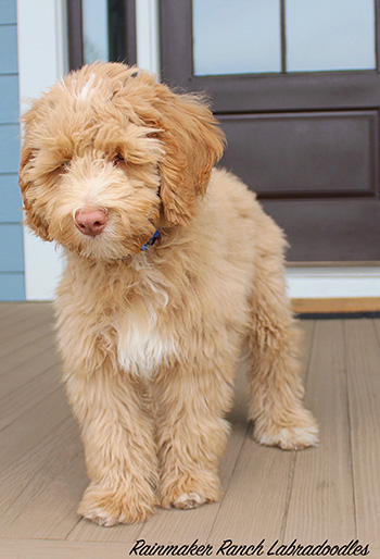 Labradoodle
