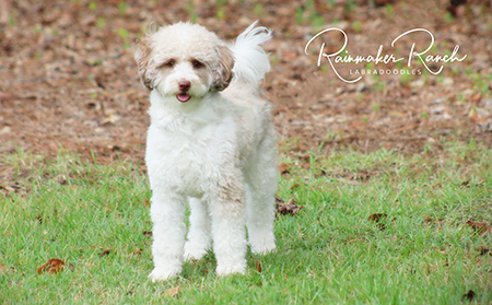 Micro Mini Labradoodle