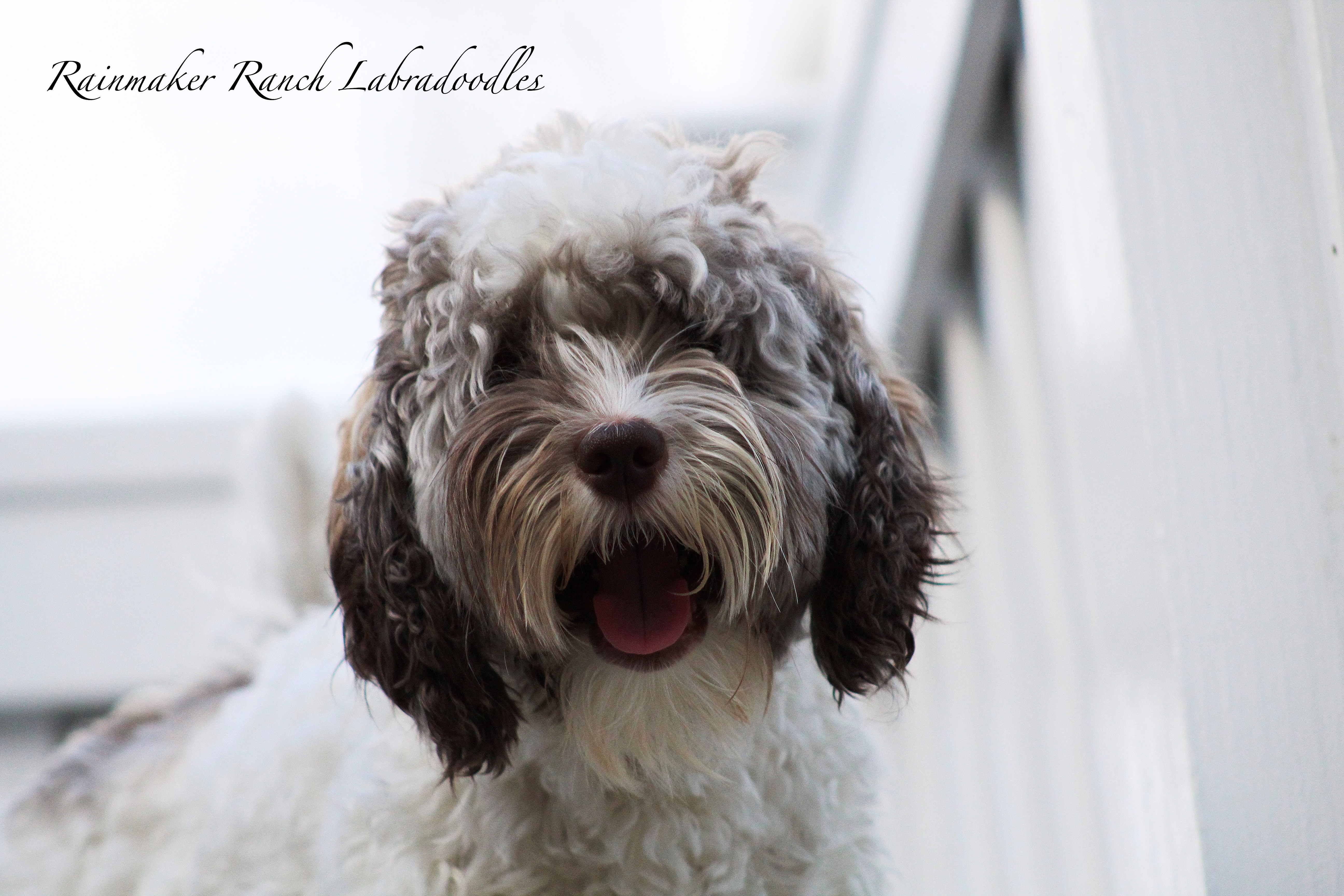 Mini Labradoodle