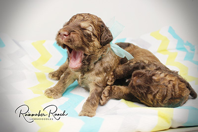 chocolate mini labradoodle puppies for sale